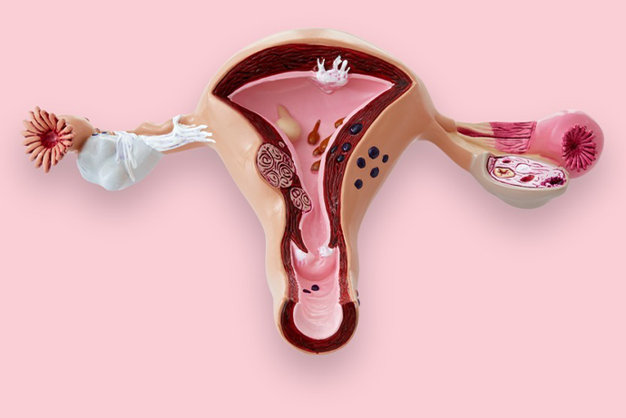 사후피임약 부작용, 복용 뒤 어떤 증상까지 지켜봐도 되나요? 관련 해부 구조 그림